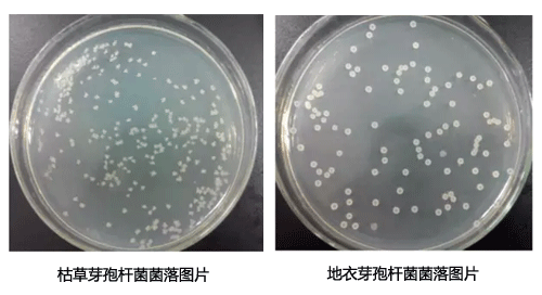 枯草和地衣芽孢杆菌菌落形态对比图片
